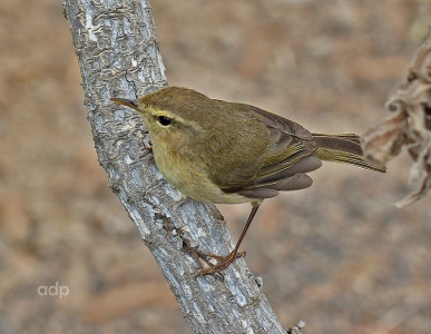 Canary Island Chiffchaff (Phylloscopus canariensis) adult, February, Alan Prowse
